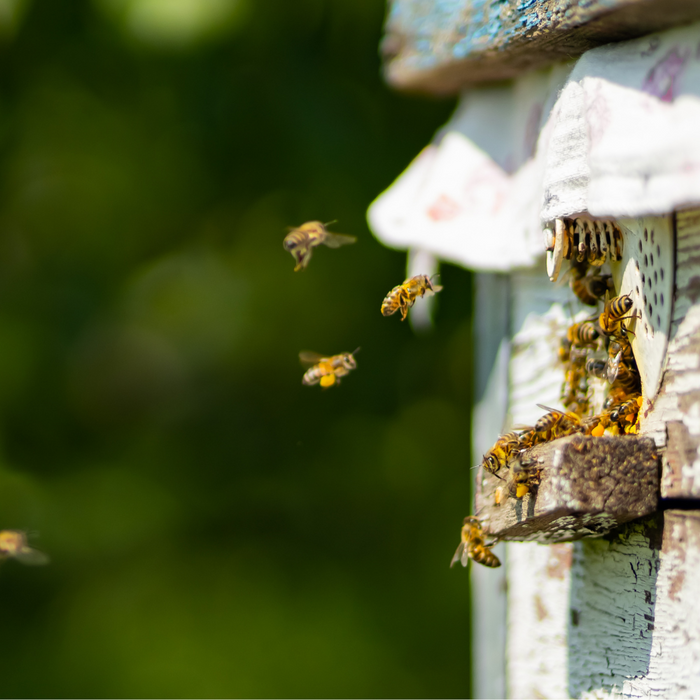 Das Bienenhaus Streichen: Natürliche Pflege für deine Bienen